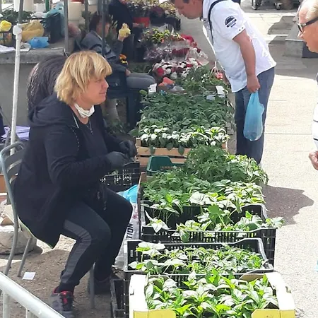 Petrovic Center トロギール